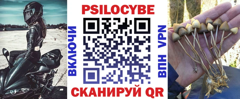 хочу   Лесозаводск  Псилоцибиновые грибы Psilocybe 